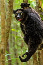 Indri (Indri indri) vocalising and holding out hand ready to jump to another tree. Palmarium Reserve, Madagascar.