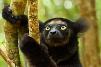 Indri (Indri indri), portrait. Palmarium Reserve, Madagascar.