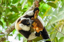 Black-and-white ruffed lemur (Varecia variegata) feeding on Jackfruit (Artocarpus heterophyllus). Palmarium Reserve, Madagascar.
