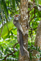 Crowned lemur (Eulemur coronatus) female on tree trunk. Palmarium Reserve, Madagascar.