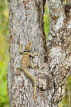 Cuvier&#39;s swift iguana (Oplurus cuvieri) on tree trunk. Lake Ampitabe, Palmarium Reserve, Madagascar.
