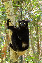 Indri (Indri indri) on tree trunk. Palmarium Reserve, Madagascar.