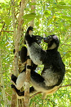 Indri (Indri indri), two climbing trees in rainforest. Palmarium Reserve, Madagascar.