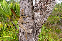 Cuvier&#39;s swift iguana (Oplurus cuvieri) on tree trunk. Palmarium Reserve, Lake Ampitabe, Madagascar.