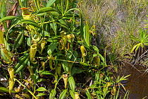 Pitcher plant (Nepenthes madagascariensis). Lake Ampitabe, Palmarium Reserve, Madagascar.