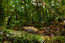 Stump-tailed chameleon (Brookesia superciliaris) on log in rainforest. Ranomafana National Park, Madagascar.