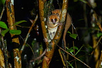 Brown mouse lemur (Microcebus rufus) in tree fork at night. Ranomafana National Park, Madagascar.