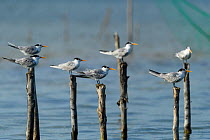 Greater crested tern (Thalasseus bergii) flock perched on posts in Pangalanes Canal, Palmarium Reserve. Lake Ampitabe, Madagascar.
