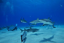 Lemon shark (Negaprion brevirostris) with Whitefin sharksucker (Echeneis neucratoides) remoras alongside Caribbean reef shark (Carcharhinus perezii) group, swimming around bait. Black grouper (Myctero...