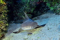 Atlantic nurse shark (Ginglymostoma cirratum) in reef. Bahamas.