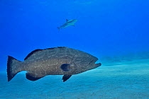 Black grouper (Mycteroperca bonaci) with Caribbean reef shark (Carcharhinus perezii) in background. Bahamas.