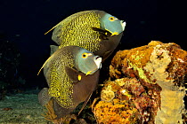 French angelfish (Pomacanthus paru) pair at night. Bahamas.