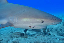 Caribbean reef shark (Carcharhinus perezii) with fishing hook in mouth, portrait. Bahamas. 2019.