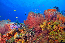 Coral reef with Giant barrel sponge (Xestospongia muta) and Seafan (Gorgonia ap) coral. Fish swimming above reef. Bahamas.