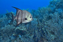 Atlantic spadefish (Chaetodipterus faber) swimming over reef. Bahamas.