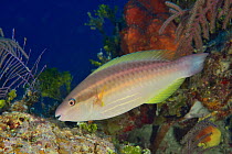Princess parrotfish (Scarus taeniopterus). Bahamas.