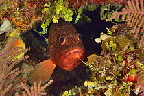 Graysby (Cephalopholis cruentata) fish hiding in reef. Bahamas.