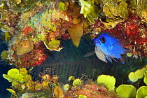 Blue chromis (Chromis cyanea) with attached parasitic Isopod (Anilocra sp) female feeding on blood, in reef. Bahamas.