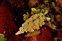 Lettuce seaslug (Elysia crispata). Bahamas.