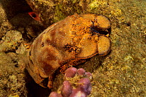 Spanish slipper lobster (Scyllarides aequinoctialis). Bahamas.
