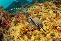 Faint banded seasnake (Hydrophis belcheri) swimming over reef. Philippines.