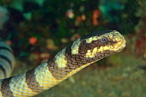 Faint banded seasnake (Hydrophis belcheri) portrait. Philippines.