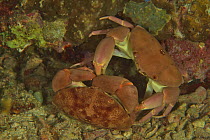 Convex reef crab (Carpilius convexus) two fighting for territory at night. Philippines.