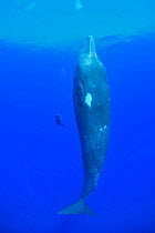 Sperm whale (Physeter macrocephalus) sleeping vertically next to diver, diver dwarfed by whale. Mauritius. 2019.