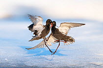 Spotted redshank (Tringa erythropus), two males fighting above snow. Pasvik, Norway. May. Bird Photographer of the Year Competition 2022 - Bird Behaviour Category - Highly commended