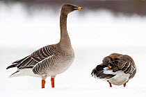 Bean goose (Anser fabalis), two in snow. Pasvik, Norway. May.