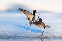 Spotted redshank (Tringa erythropus), two males fighting in air above snow. Pasvik, Norway. May.