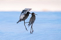 Spotted redshank (Tringa erythropus), two males fighting in snow. Pasvik, Norway. May.