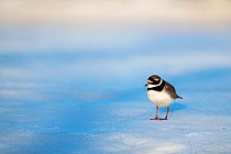Common ringed plover (Charadrius hiaticula) standing on snow. Pasvik, Norway. May.