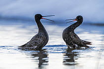 Spotted redshank (Tringa erythropus), two males fighting in water. Pasvik, Norway. May.