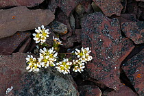 Common scurvygrass (Cochlearia officinalis) amongst rocks. Varanger, Norway. June.