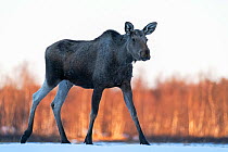 European elk / Moose (Alces alces) cow walking over snow. Pasvik, Norway. May.