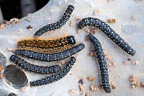 Lappet moth (Eriogaster arbusculae) caterpillars on larval web. Jotunheimen National Park, Norway. August.