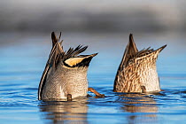 Eurasian teal (Anas crecca) pair feeding, upended with heads in water. Pasvik, Norway. May.