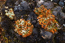 Chocolate chip lichen (Solorina crocea) on stone. Jotunheimen National Park, Norway, July.