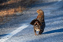 Capercaillie (Tetrao urogallus) female on road. Pasvik, Norway. May.