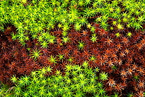 Common haircap moss (Polytrichum commune). Forollhogna National Park, Norway. September.