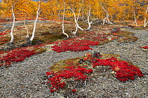 Alpine bearberry (Arctous alpina) with Birch (Betula sp) trees in background. Jotunheimen National Park, Norway. September 2020.
