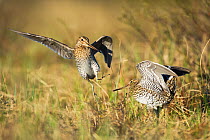 Great snipe (Gallinago media), two males fighting on edge of their territories. Roros, Norway, May.