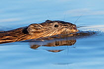 Muskrat (Ondatra zibethicus) swimming with head above water. Pasvik, Norway. May.