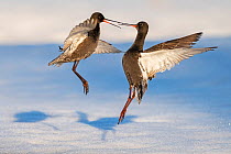 Spotted redshank (Tringa erythropus), two males fighting in snow. Pasvik, Norway, May.
