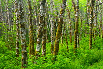 Red alder (Alnus rubra) and mosses in temporate rainforest, Oregon, USA, June.