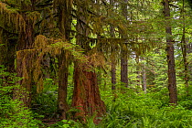 Moss-draped Douglas-fir (Pseudotsuga menziesii) in temporate rainforest, Oregon, USA, June.