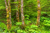 Red alder (Alnus rubra), Devil&#39;s club (Oplopanax horridus), and Sword fern (Polystichum munitum). mix in temporate rainforest, Oregon, USA, June.