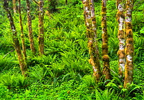 Mossy red alder trees (Alnus rubra) and sword ferns (Polystichum munitum) in temperate rainforest, Oregon, USA, June.