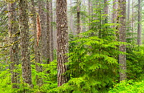 Western hemlock (Tsuga heterophylla) in Douglas-fir forest (Pseudotsuga menziesii), Oregon, USA, June.